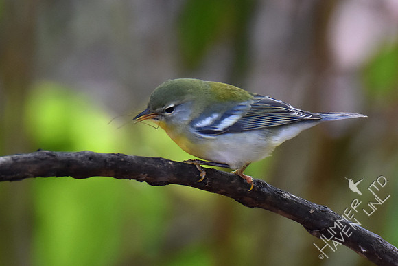 Northern Parula female with insect 10-2-17