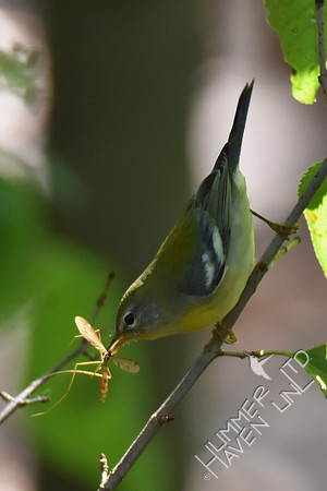 Northern Parula female with insect 10-2-17