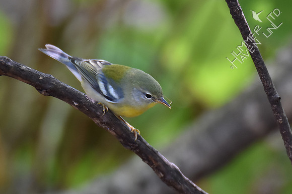 Northern Parula female with insect 10-2-17