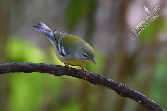 Northern Parula female with insect 10-2-17