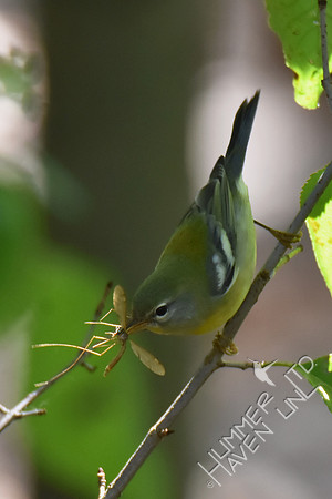Northern Parula female with insect 10-2-17