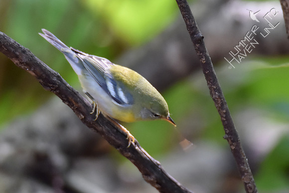 Northern Parula female with insect 10-2-17