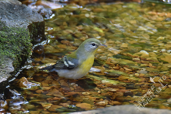 Northern Parula female 10-2-17