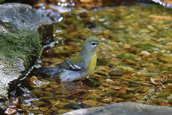 Northern Parula female 10-2-17