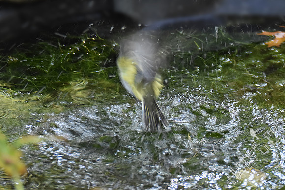 Blue-headed Vireo 10-2-17