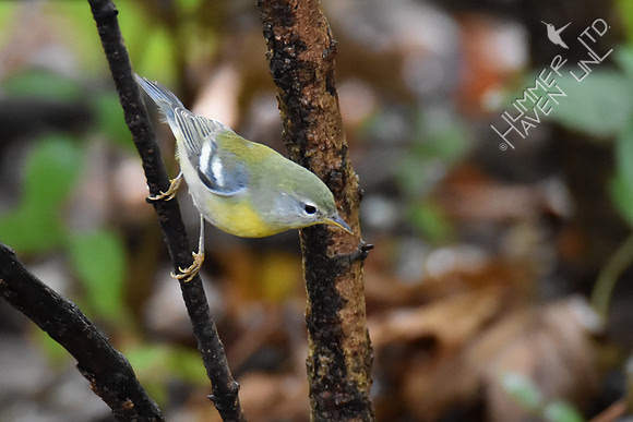 Northern Parula female 10-2-17