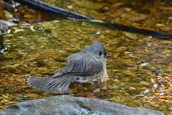 Tufted Titmouse 10-2-17