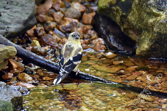 American Goldfinch molting 10-2-17
