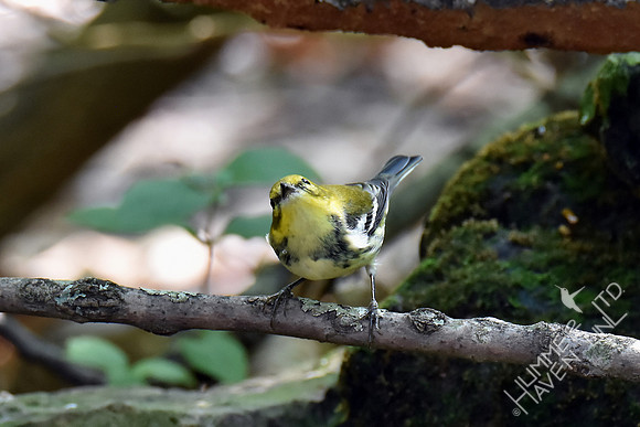 Black-throated Green Warbler 10-2-17