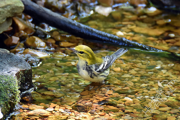 Black-throated Green Warbler 10-2-17
