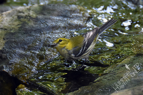 Black-throated Green Warbler 10-2-17