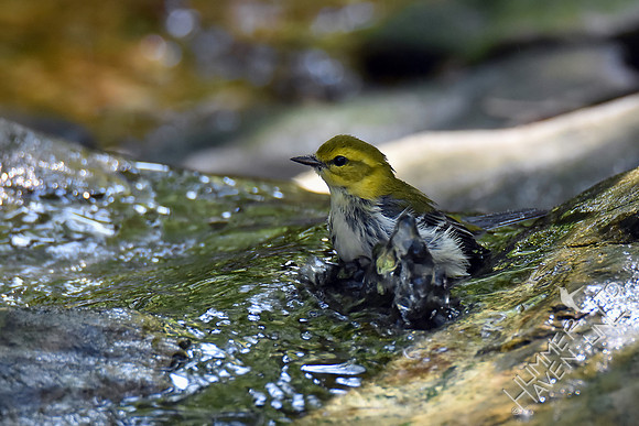 Black-throated Green Warbler 10-2-17