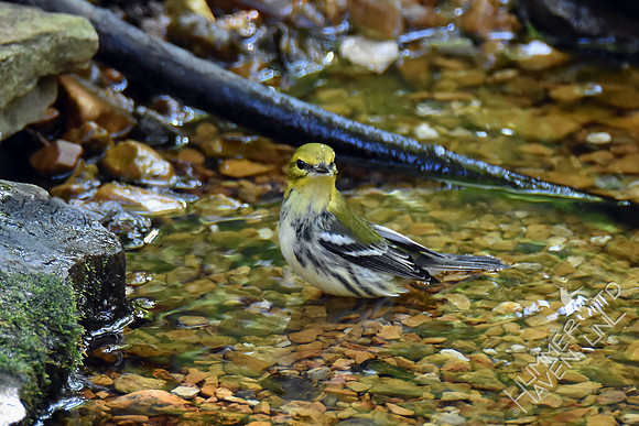 Black-throated Green Warbler 10-2-17
