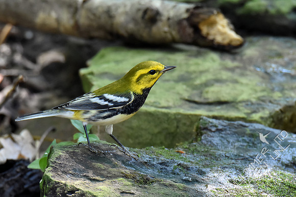 Black-throated Green Warbler 10-2-17