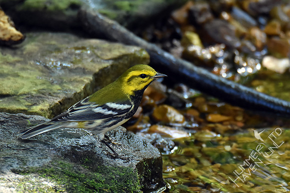 Black-throated Green Warbler 10-2-17