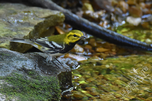 Black-throated Green Warbler 10-2-17