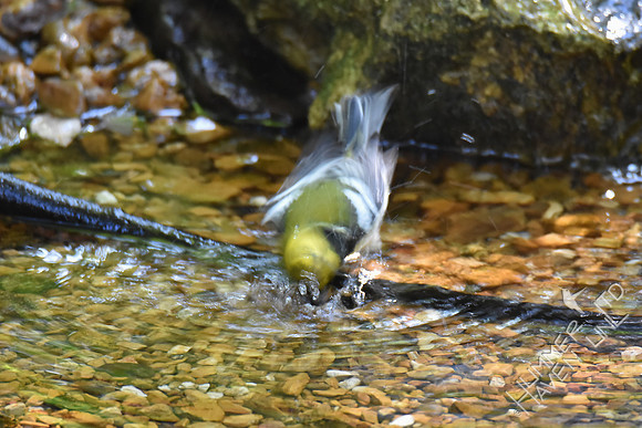 Black-throated Green Warbler 10-2-17