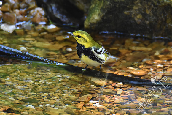 Black-throated Green Warbler 10-2-17