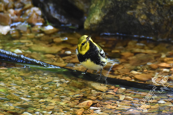 Black-throated Green Warbler 10-2-17