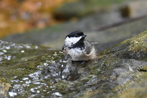 Carolina Chickadee 10-4-17