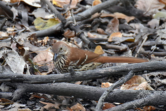 Brown Thrasher 10-4-17