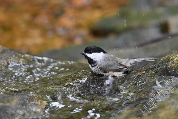 Carolina Chickadee 10-4-17