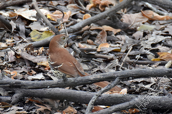 Brown Thrasher 10-4-17