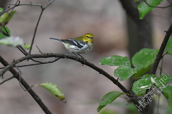 Black-throated Green Warbler 10-4-17