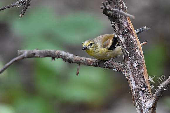 American Goldfinch 10-4-17