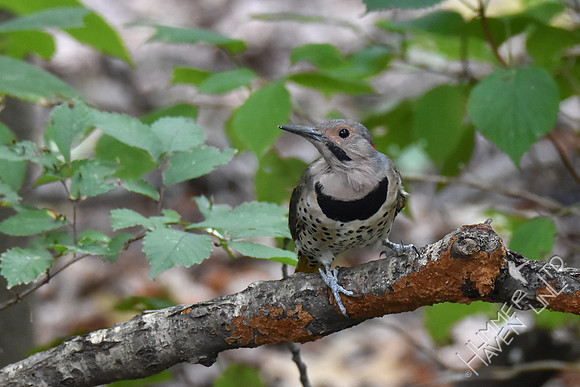 Northern Flicker 10-4-17