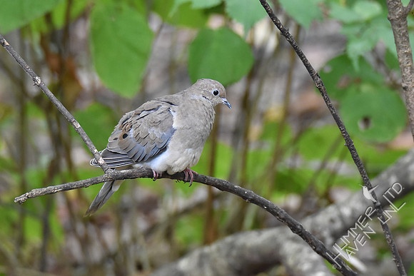Mourning Dove 10-4-17