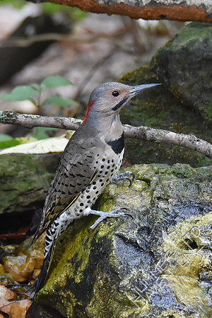 Northern Flicker 10-4-17