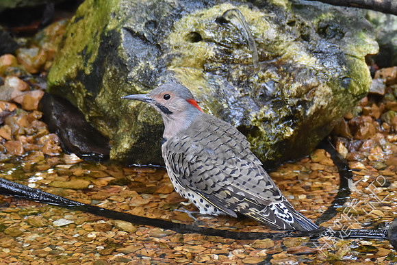 Northern Flicker 10-4-17