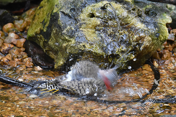 Northern Flicker 10-4-17