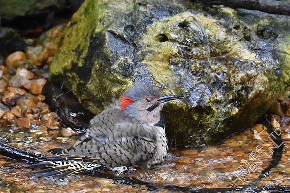 Northern Flicker 10-4-17