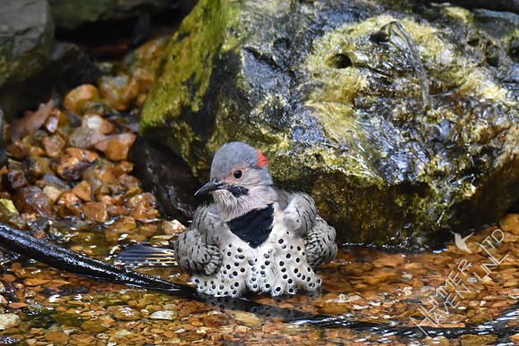 Northern Flicker 10-4-17