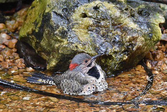 Northern Flicker 10-4-17