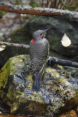 Northern Flicker 10-4-17