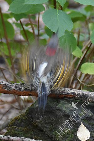 Northern Flicker 10-4-17
