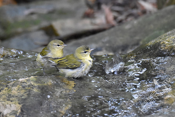 Tennessee Warblers 10-4-17