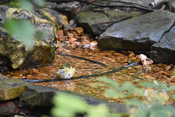 Tennessee Warbler 10-4-17