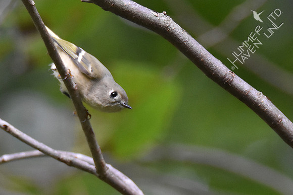Ruby-crowned Kinglet 10-4-17