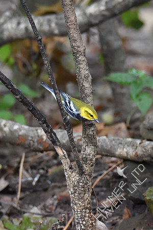 Black-throated Green Warbler 10-4-17