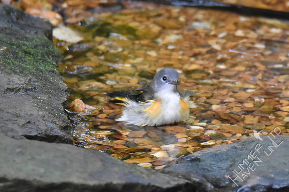 American Redstart 10-4-17