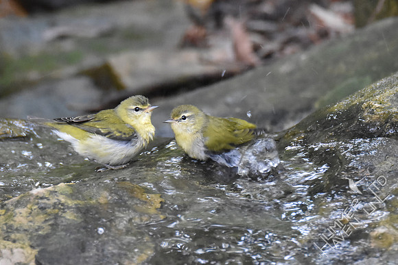 Tennessee Warblers 10-4-17