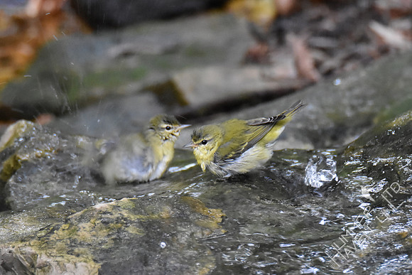 Tennessee Warblers 10-4-17