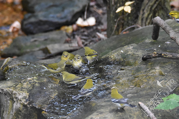 Tennessee and Black-throated Green Warblers 10-4-17