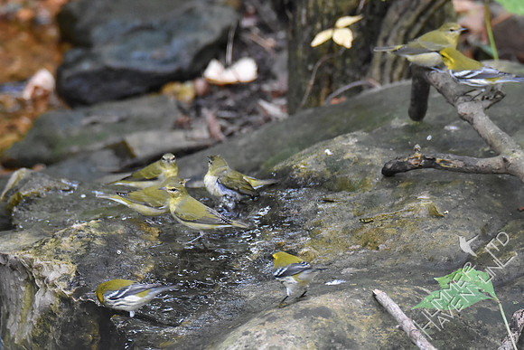Tennessee and Black-throated Green Warblers 10-4-17
