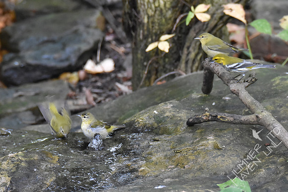 Tennessee and Black-throated Green Warblers 10-4-17
