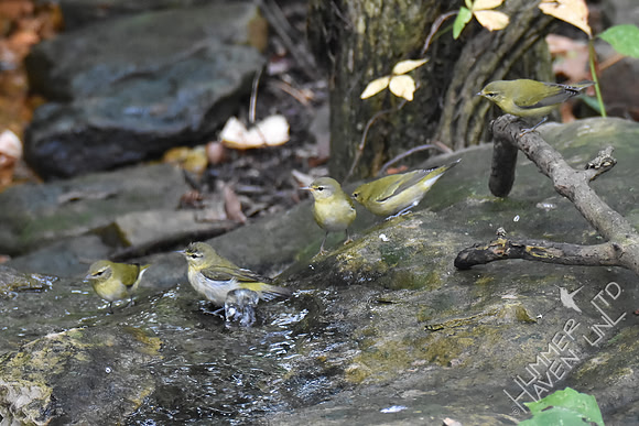 Tennessee Warblers 10-4-17